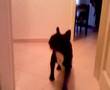 french bouledogue