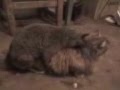 videos de gatitos cariñosos