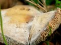Fungi Slideshow