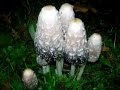 Fungi Slideshow