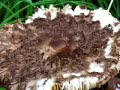 Fungi Slideshow