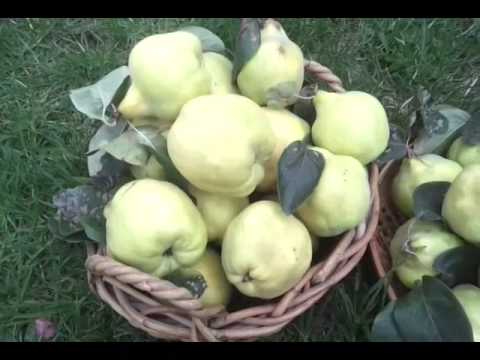 how to harvest quince