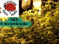 Part 8 Medicinal Cannabis Crop from A-Z Part 8 Medicinal Cannabis Crop from A-Z