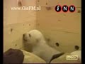 Knutti Knutti Knut
