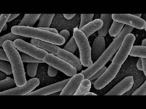 Gut Microbes in Early Life Have Effect on Adult Emotions