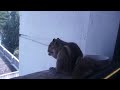 Squirrel Eat