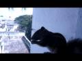 videos de Squirrel Eat