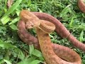 Snake attacks camera