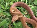 Snake attacks camera