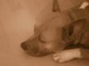 lucky pitbull blues