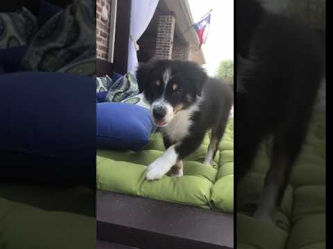 Charles the Australian Shepherd puppy