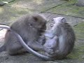Monkey Play Monkey Play