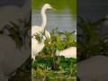 Great Egret grabs 2 fish and a plant. What’s it gonna do?