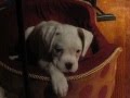 Cute puppy boxer