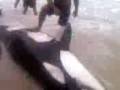 videos de 31-12-08 1831