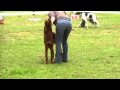 2010-05-25 | Irish Red Setter - Itas of Funny Home - Forsthaus Heiligenberg ~> ()