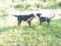 Klea a Max_tahanice o klacek.wmv