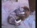 lovely young cat