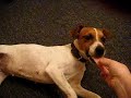 izzy and teddy my jacks doin tricks izzy and teddy my jacks doin tricks