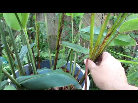 how to replant heliconias