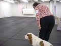 Basset Hound Novice Obedience