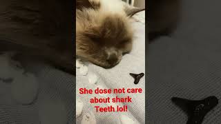 ￼ Birman cat reacts to shark teeth!!￼