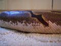 Biodae, Colubrid, Eunectes, Venomous (Snakes) Contest Biodae, Colubrid, Eunectes, Venomous (Snakes) Contest