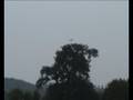 videos de Mike Stuart's rubber powered free flight BEA Argosy
