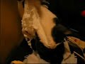 Kitty Cat Attacks Toilet Paper