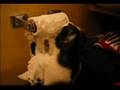 Kitty Cat Attacks Toilet Paper