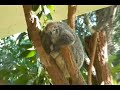 Taronga Zoo, Sydney