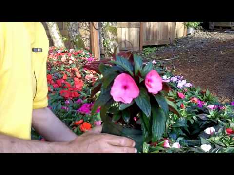 how to transplant new guinea impatiens