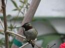 Hummingbird at one year old