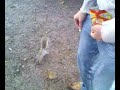 Squirrel Squirrel
