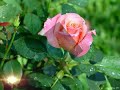 £n s@ m£moir£ POUR M@D@M£ C@S@NOV@ £n s@ m£moir£ POUR M@D@M£ C@S@NOV@