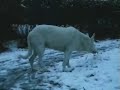 Asta & Heidi 3: The White Snow Dog