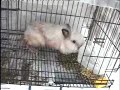 Who said Rabbit cannot do tricks ? Who said Rabbit cannot do tricks ?