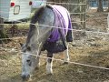 Horses- Amazing Grace