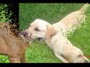 Labradores em Acao