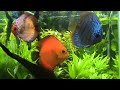Aquário plantado com discus 