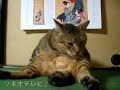 めざましテレビの取材に余裕のツネオ君♪ 「ツネオテレビ」