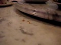 Pet Lizard