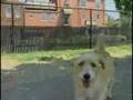 Dog Owners Beg For Dog Parks