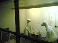 Polar Bears relaxing in Bristol