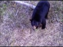 Bear Hunting Canada