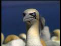 videos de CONNAISSANCE du MONDE, 
