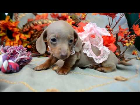 Keele AKC Isabelle Tan Female Miniature Dachshund Puppy for sale.