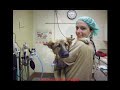 Vet Tech Program at Tri-County Tech