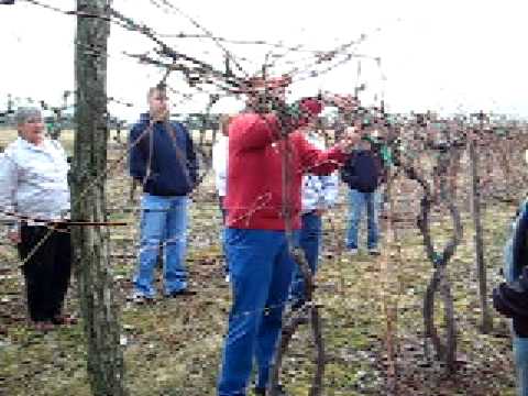 how to trellis a grape vine