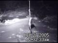 Short-tailed Weasel eats pheasant